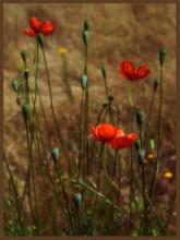 Poppies / ***