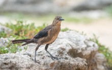 Great-tailed Grackle / Great-tailed Grackle
