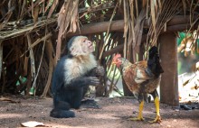 Curious &quot;George&quot; &amp; rooster / spider monkey