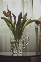 Tulips / ***