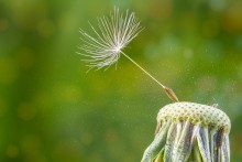 dandelion / ***