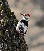 Middle Spotted Woodpecker / ***