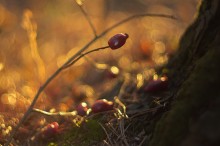 Last year rosehips / ***