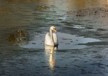 Here came ... probably too early ... / ***