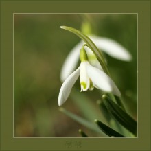 Snowdrop / ***