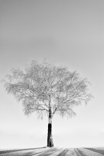 Seryoga tree / ***
