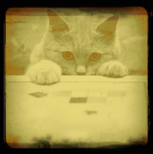 &nbsp; / Wer eine Katze hat, braucht das Alleinsein nicht zu fürchten. (c) Daniel Defo