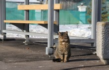 Cat at the bus stop / ***