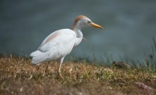 Cattle egret / Cattle egret