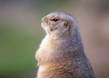 buddy groundhog / ***