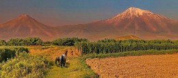 Morning in the Ararat valley / ***