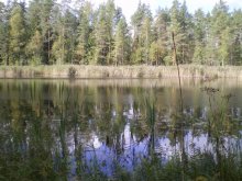Reflection / ***