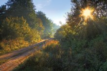 A forest path / ***