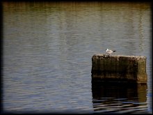 seagull / ***