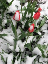 And in the morning snow / ***