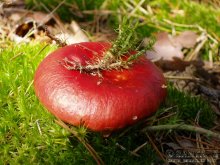 Fungus / ***