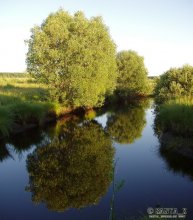 Pond / ***