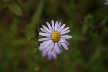 flower / ***