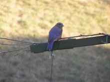Concrete symbol of good luck / ***