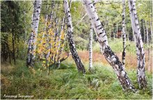In the birch forest / ***