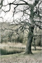 Oak autumn / ***