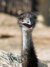 African ostrich / Tunisia: Friguia (Animal Park)