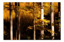 Beeches in autumn / ***