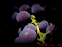 Grapes / ***