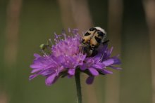 and the beetle was still asleep / ***