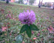 Summer in Autumn / ***