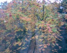 Autumn in a glass / ***