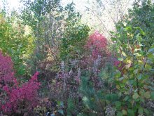 Autumn colors / ***