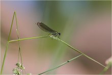 Dragonfly&Ant / ***