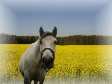 It's simple / +++++++++++++++