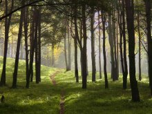 Morning in a Pine Forest / ***