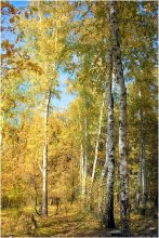 Birch operation / ***