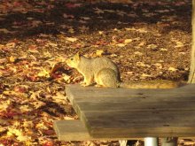 Squirrel / ***