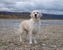 Golden Retriever / ***