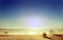 Morning in the meadow / ***