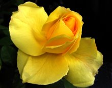 rose / ***