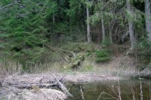Fairy forest / ***