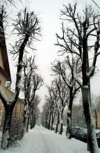 Gnarled hands of streets ... / ***