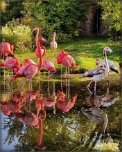 picture about flamingos / .....