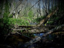 Forest stream. / ***