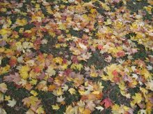 autumn / 27.10.2007