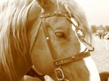 Tazhe sad horse / ***