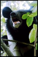 Himalayan Bear / ....