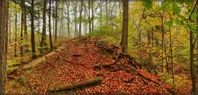 autumn fairy tale forest antaryyskaga / ***
