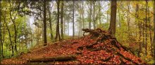 autumn fairy tale forest antaryyskaga ..2 / ***
