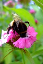 Bumblebee / ***